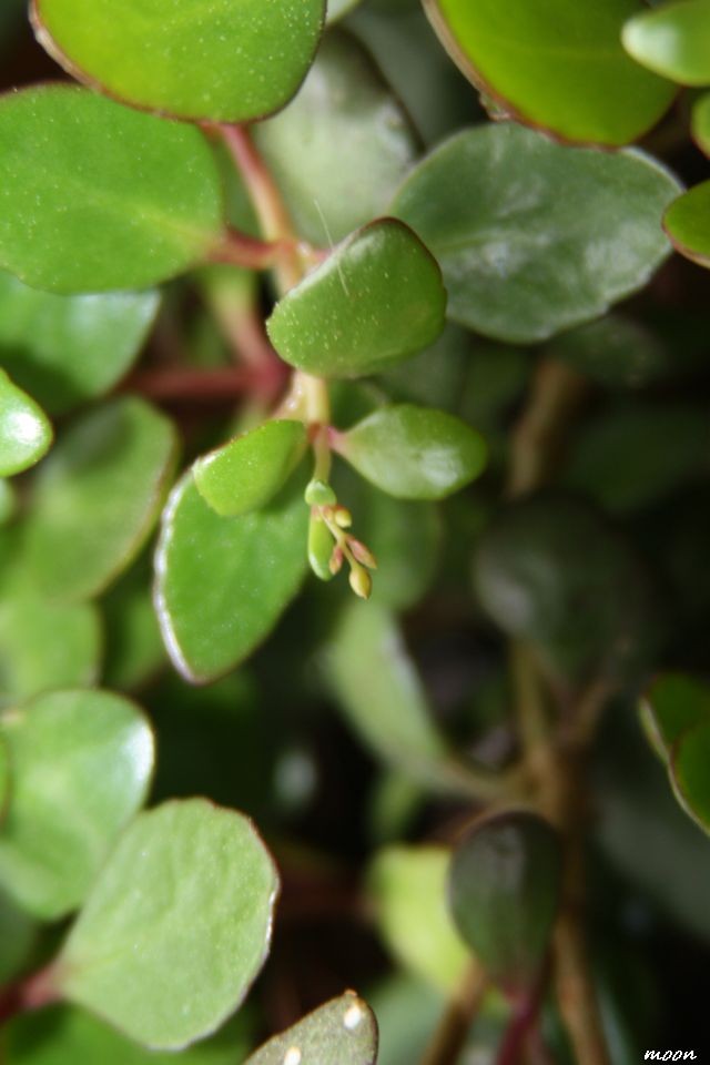 Kalanchoe uniflora coral bells